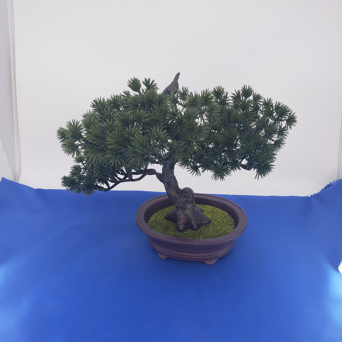 Potted Bonzai Tree