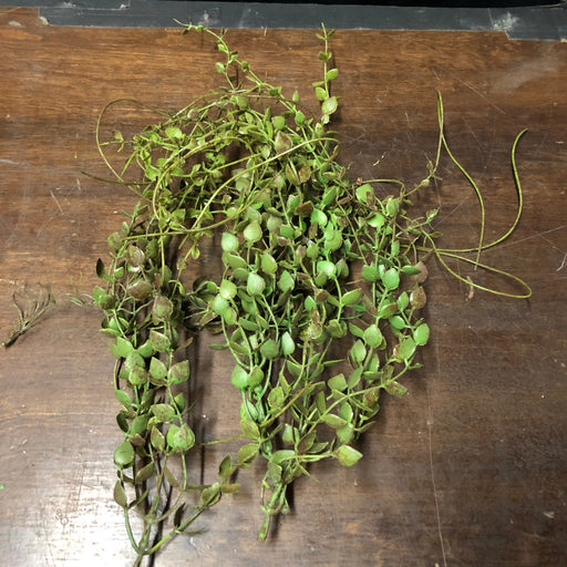 Assorted Foliage short vine pieces