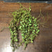 Assorted Foliage short vine pieces