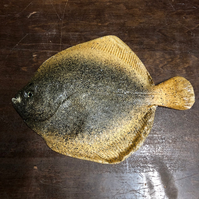 Southern Flounder