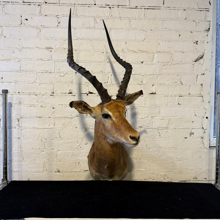 Antelope Wall Mount