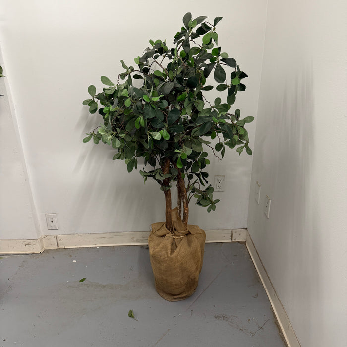 Ficus Tree