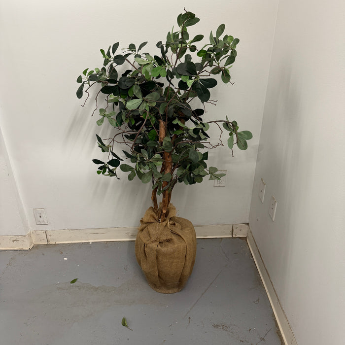 Ficus Tree