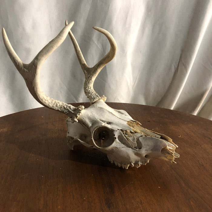 Deer Skull and Antlers