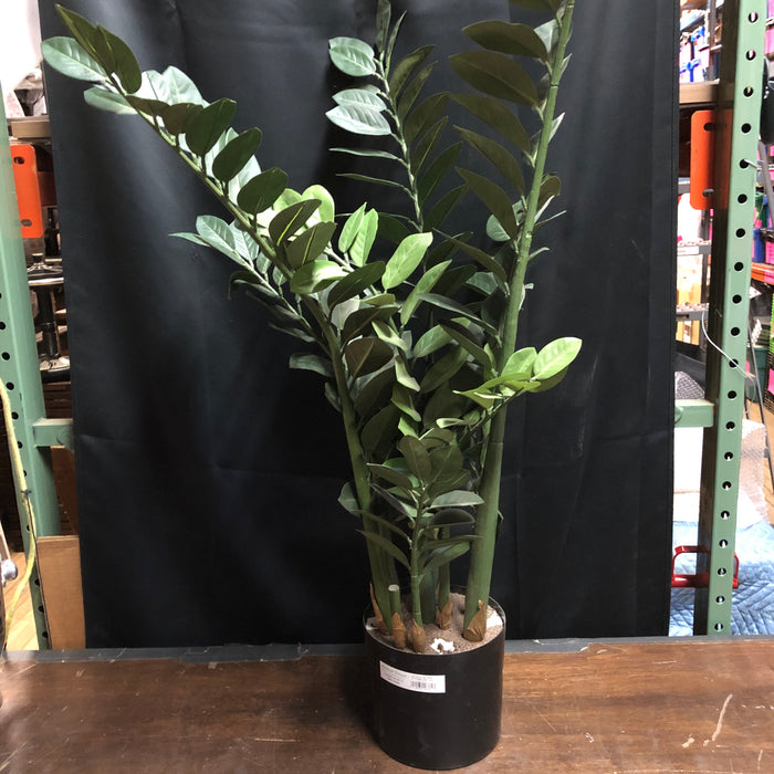 Tropical Potted Plant