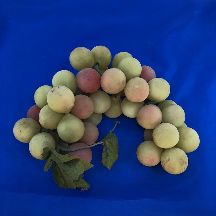 Bunches of Grapes - Green