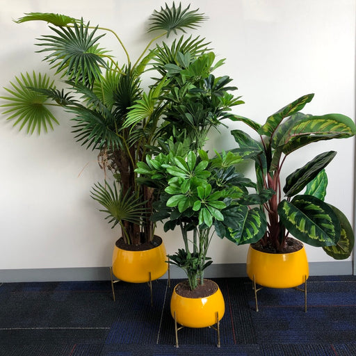 Plants in Yellow Pots