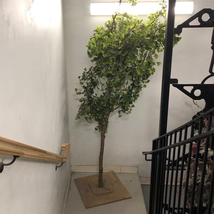 Ficus Tree with base