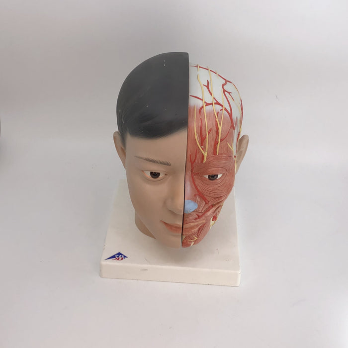 Disectable Bust