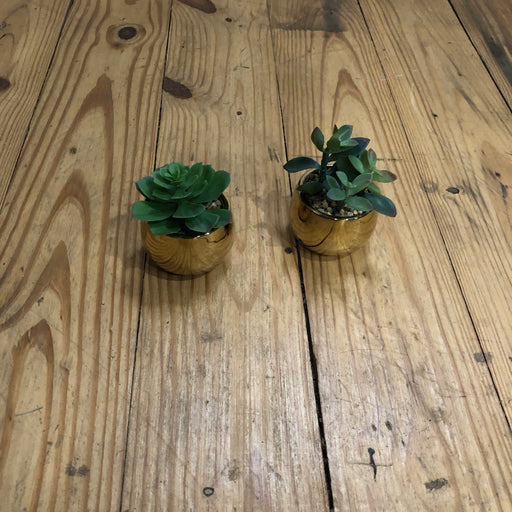 small succulent