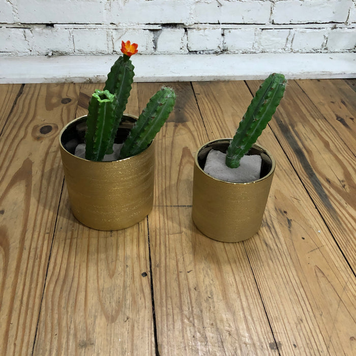 small cactus